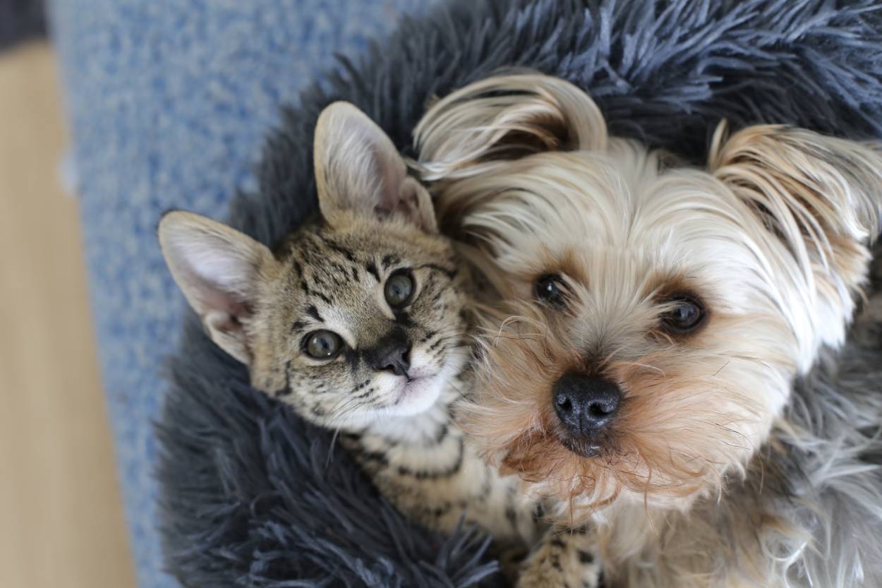 cat-dog-p