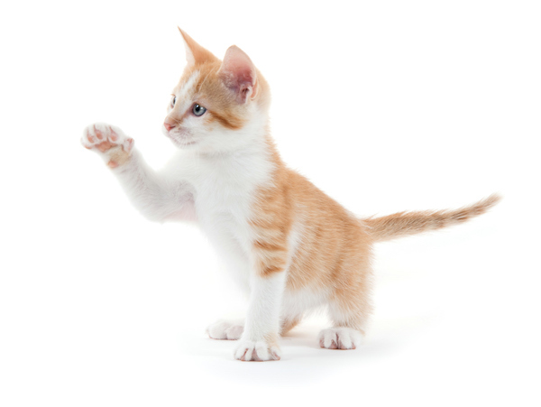 Cute kitten on white